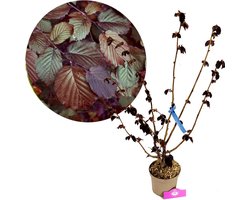 Corylus maxima 'Purpurea' - Rode Hazelaar - Hoogte 80cm - 2 liter pot