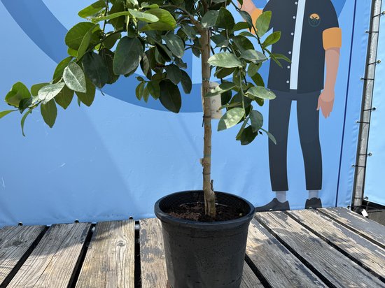 Detail van de stam van een limoenboom in een zwarte pot met een label eraan.