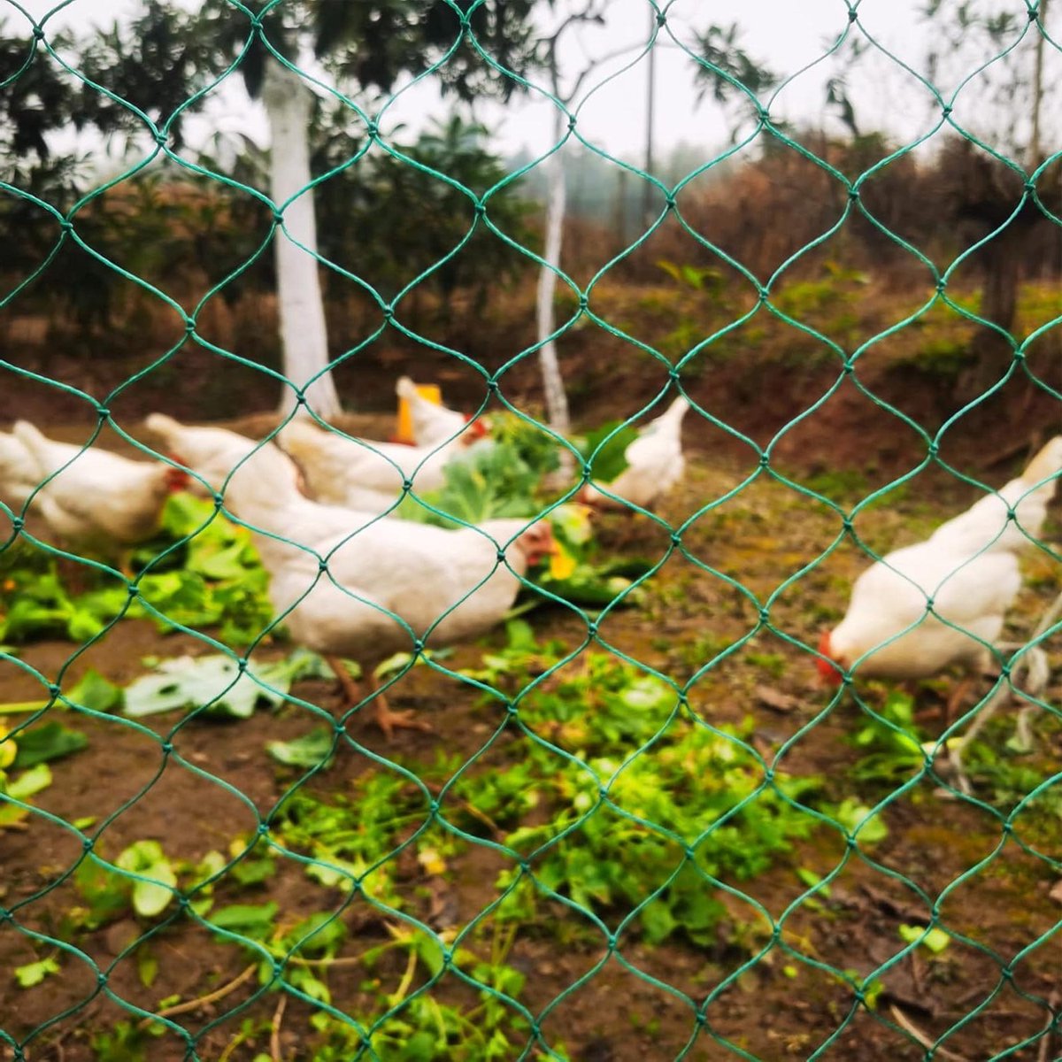 Kippennet voor gevogelte - robuust volièrenet - 36 draden - vaste knopen - 5 cm pluimveehek - roofvogelbescherming - kippenhok - 15 x 10 m