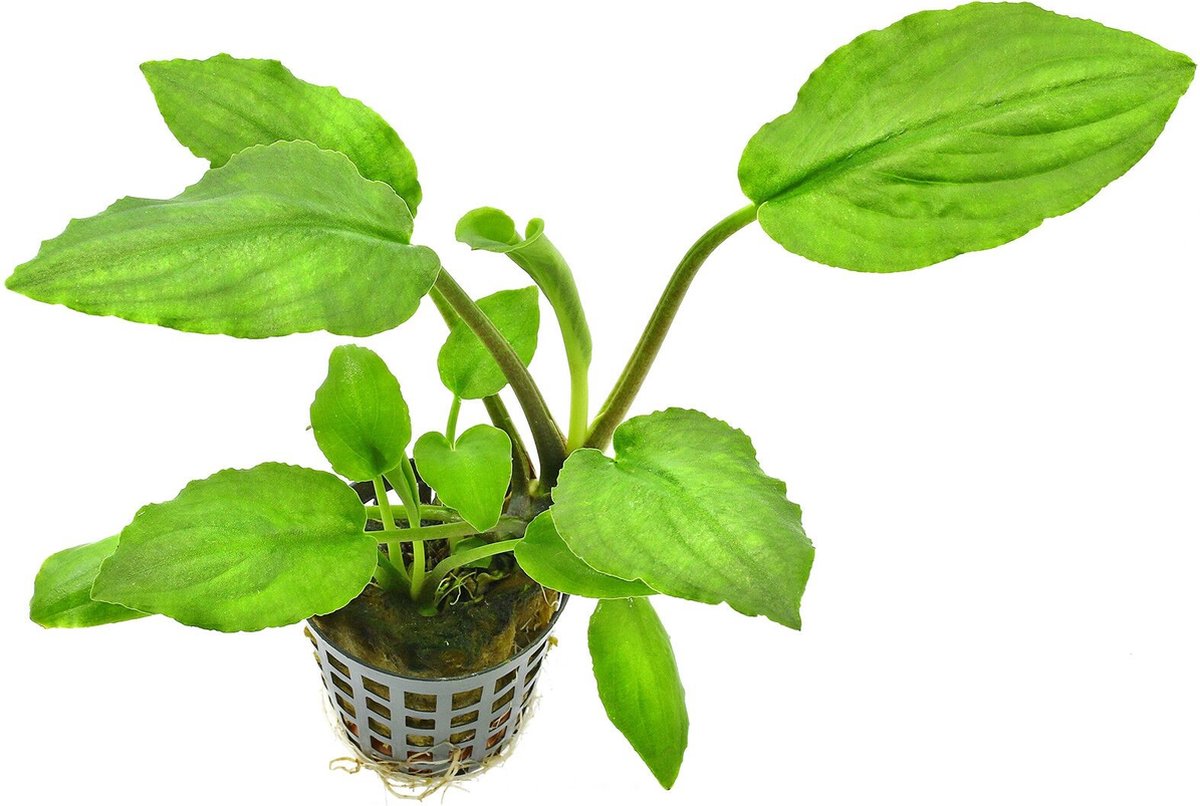 Aquafleur Lagenandra Meeboldii Green in 5 cm pot P5 Pot