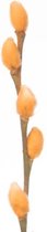 DutchFlowers - Boeket - 50x Salix katjes apricot 70cm