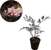 Sambucus nigra 'Black Lace'- Zwarte vlierbes- Biologisch verteerbare pot - Tuinplanten - Winterhard