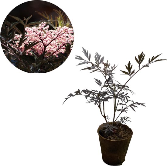 Sambucus nigra ‘Black Lace’ - Biologisch verteerbare pot