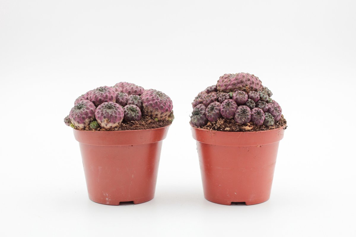 Ikhebeencactus | Sulcorebutia rauschii violadermis | Bijzondere paarse cactus | set 2 stuks | 8,5 cm pot
