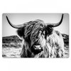 Schotse hooglander - Zwart/wit