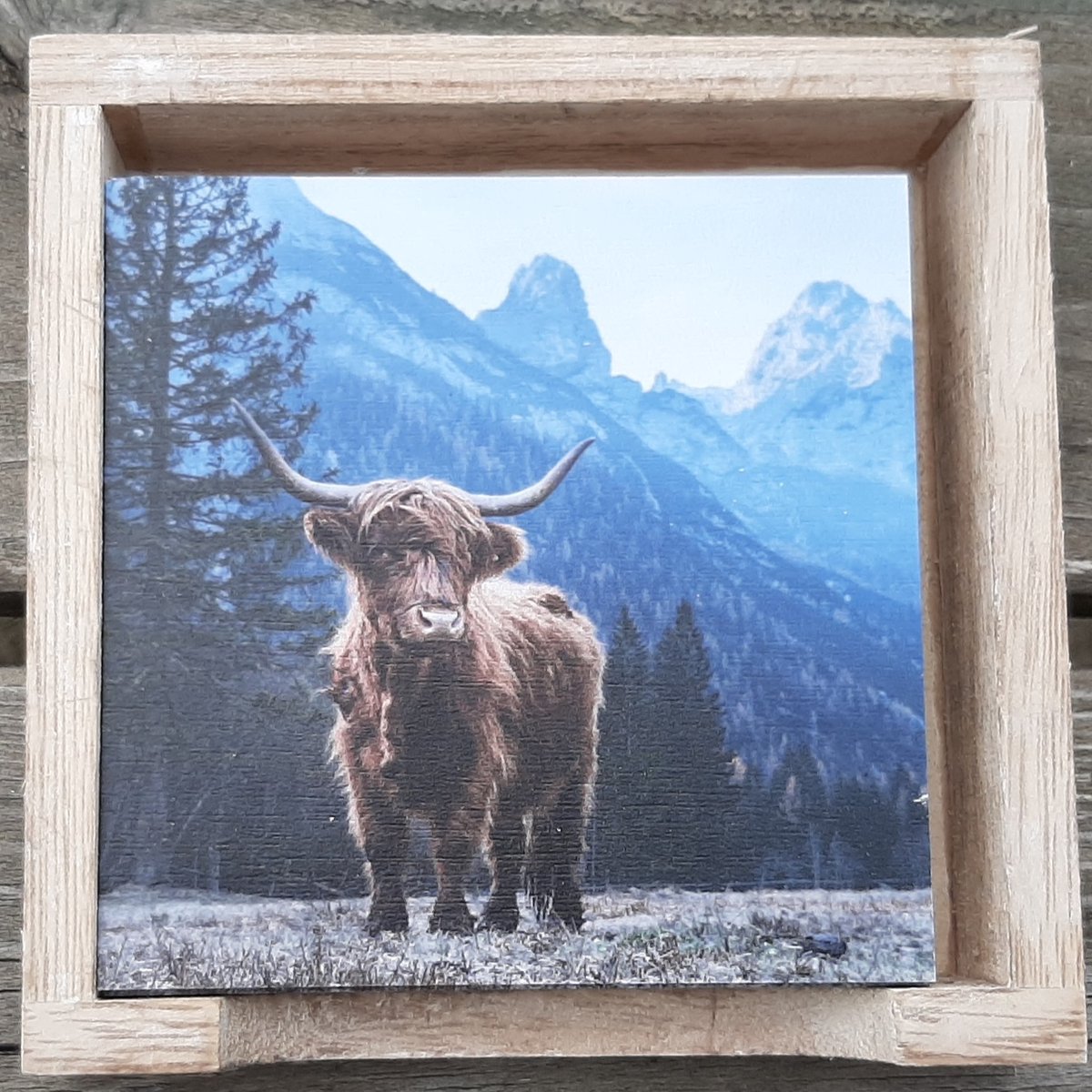 Onderzetters Schotse Hooglanders set van 6 in kleur
