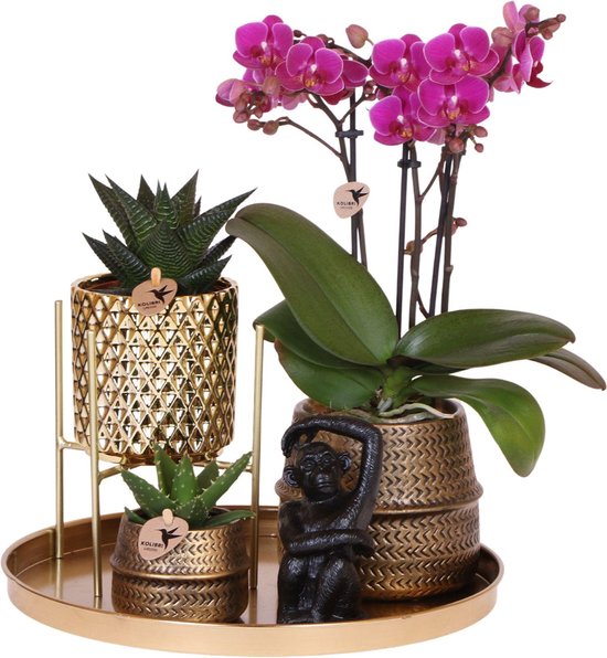 Foto: Gift set hotel chic plantenset met paarse phalaenopsis orchidee en succulenten incl keramieken sierpotten 