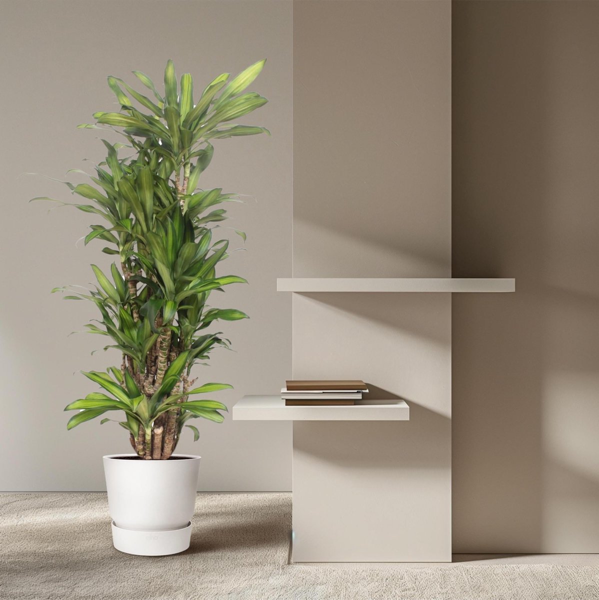 Dracaena Eve - 160 cm - ø30