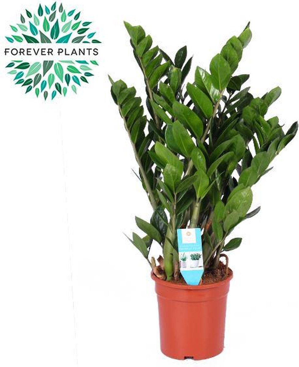 Green Harmony - Zamioculcas Zamiifolia - Ø21cm - 95cm
