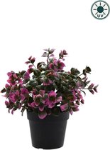 Kunstplant Eucalyptus paars in pot 22cm UV - voor binnen en buiten