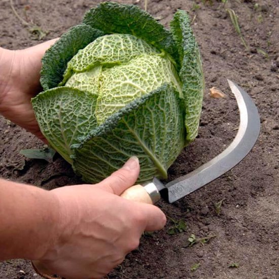 Burgon & Ball Groentesikkel - Tuinmes - Koolstofstaal - Oogsten van bloemkool en meer van Burgon & Ball — afbeelding 2
