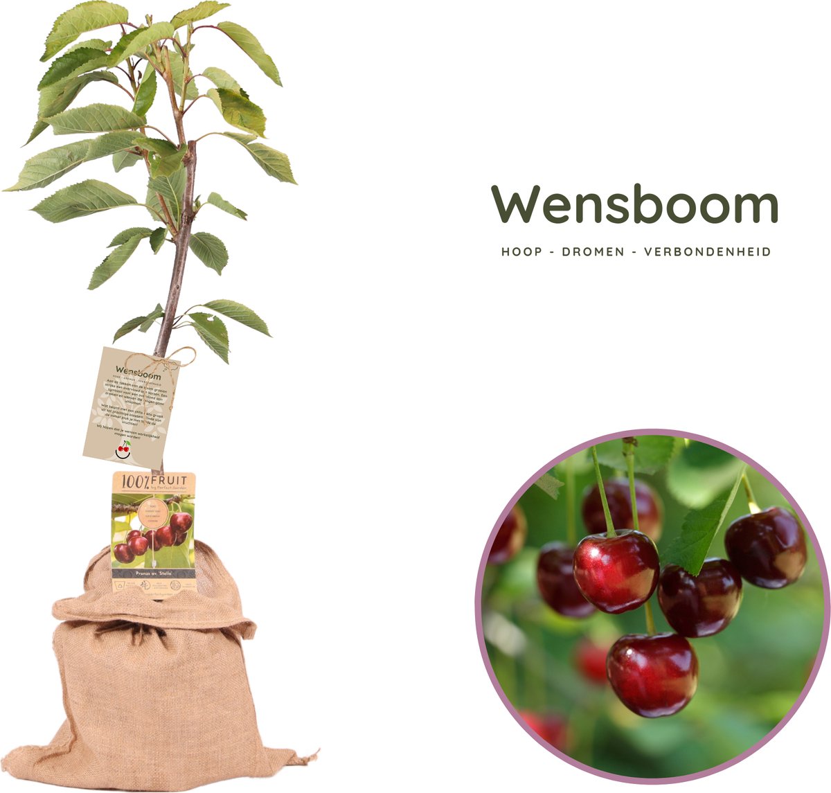 Wensboom - Symbolisch cadeau - Kersenboom - Prunus avium ‘Regina’ - hoogte 70-95 cm - 21 cm pot