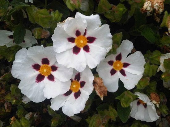 Vier witte bloemen met paarse kernen en gele spikkels, omringd door groene bladeren.