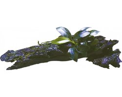 Aquafleur Hout met Anubias Nana Bonzai | Extra Extra Small Waterplant