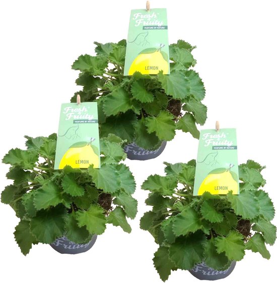 Citroengeraniums - Pelargonium Graveolens- anti-muggen plant - Ø10.5cm - 3 stuks