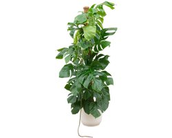 Combi deal - Monstera Pertusum XL inclusief elho Vibes Fold Round wit Ø30 - 150 cm