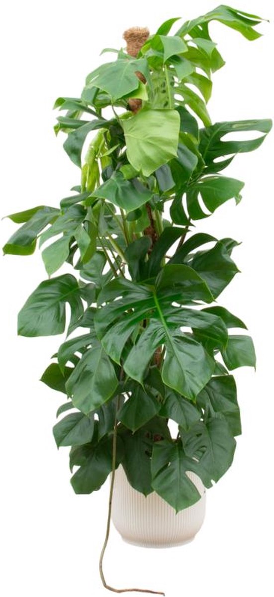Combi deal - Monstera Pertusum XL inclusief elho Vibes Fold Round wit Ø30 - 150 cm