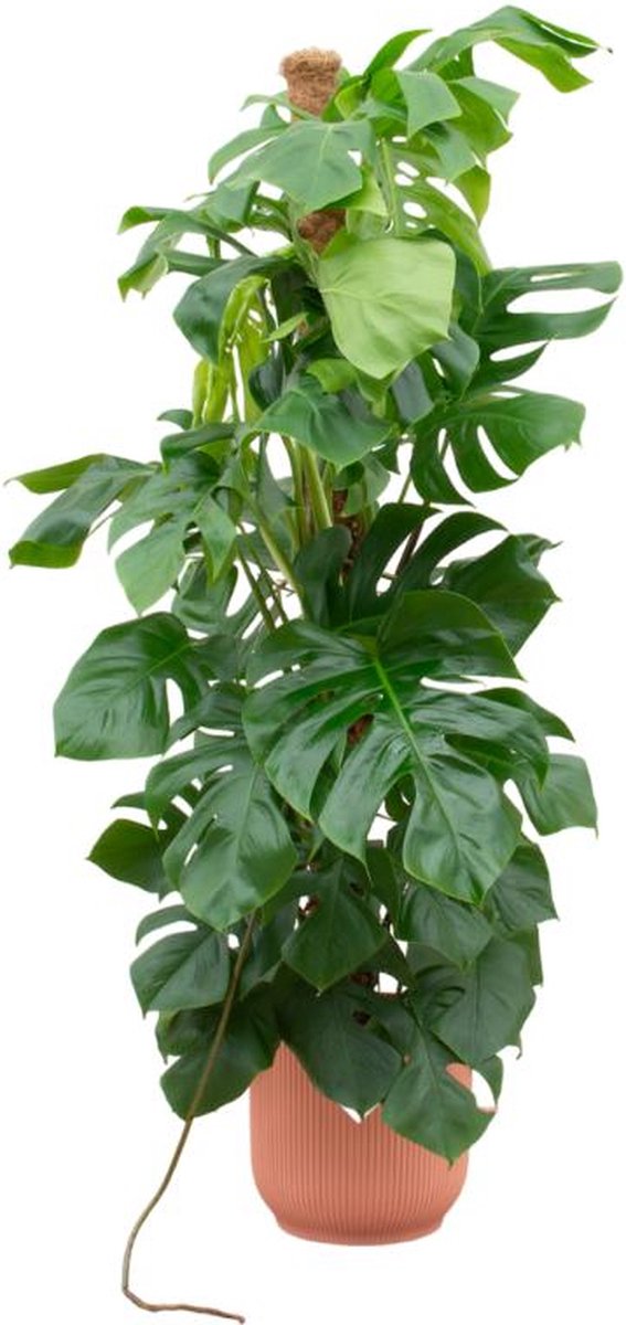 Combi deal - Monstera Pertusum XL inclusief elho Vibes Fold Round roze Ø30 - 150 cm