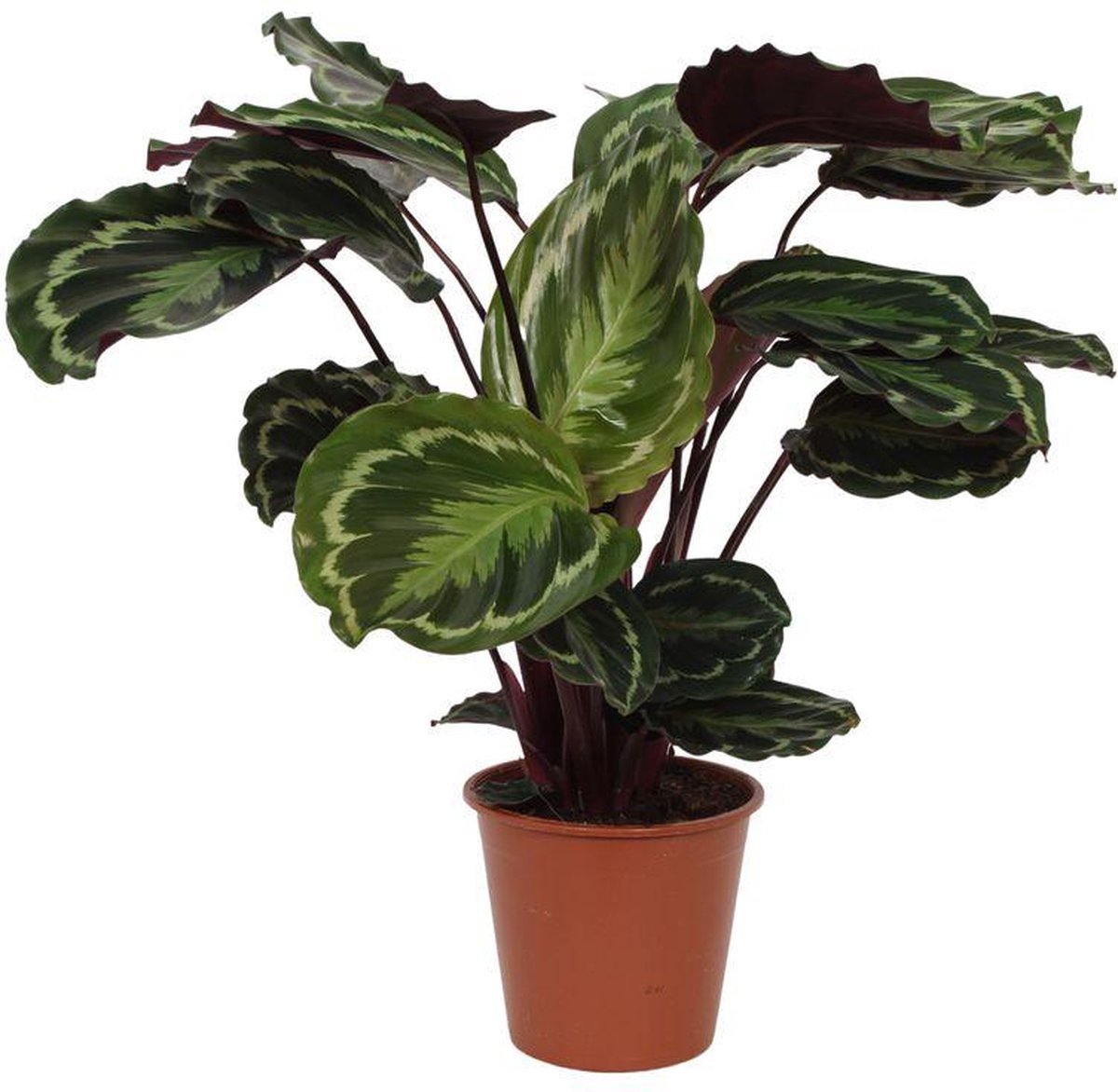 Calathea Medallion - 80 cm - Ø19cm