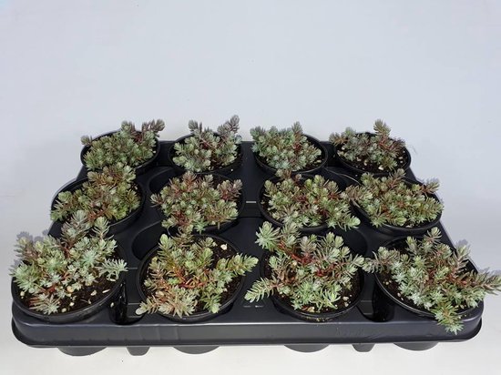 Foto: Sedum reflex 12 stuks 9cm rotsplanten 