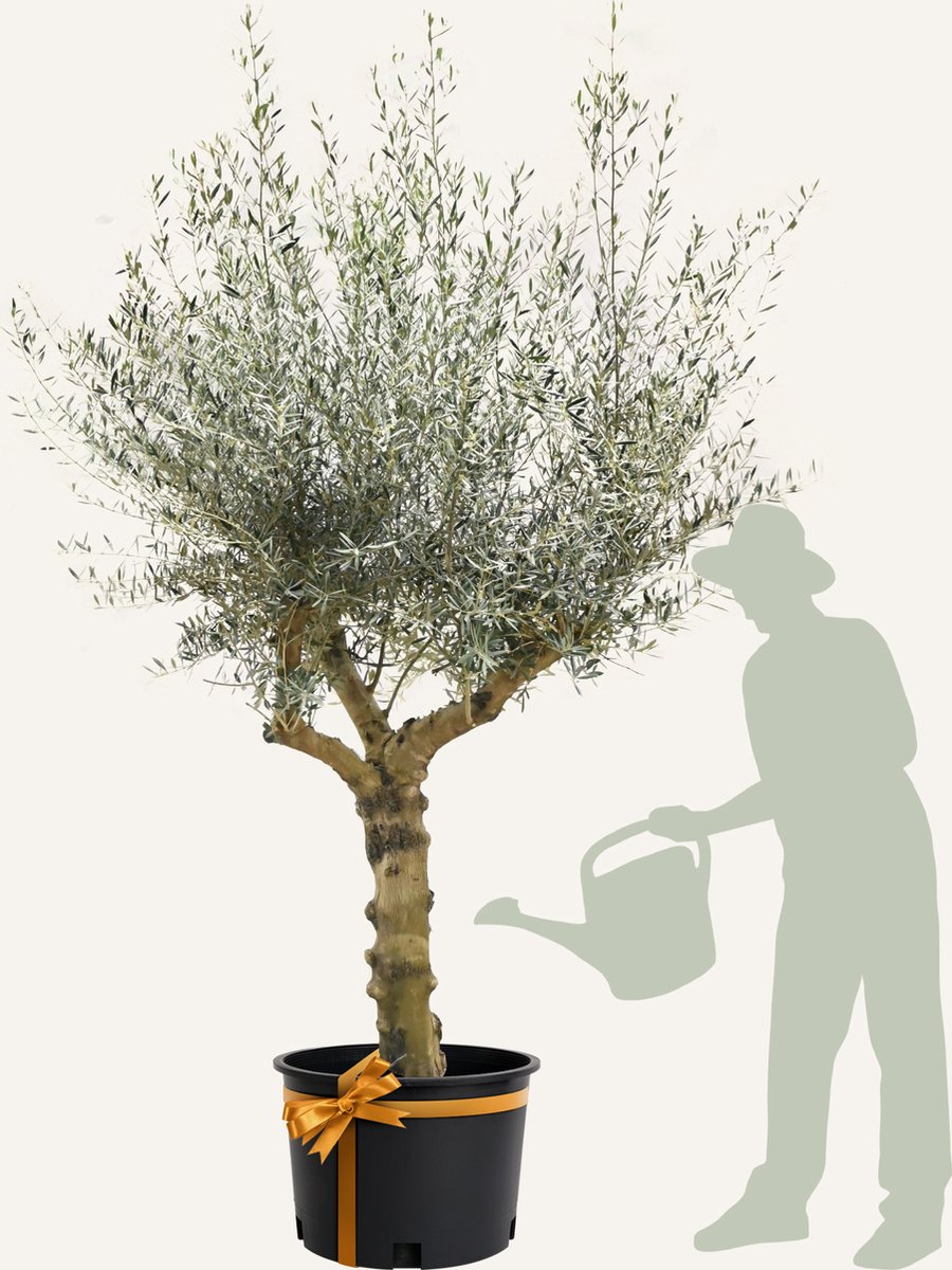 Evergreens - Olijfboom - Olea europaea - 'Branched' - 50/60 Stamomtrek - Olea Europea - Olijfboom op stam in pot - Winterhard - Groenblijvend - Olijven - Voeding