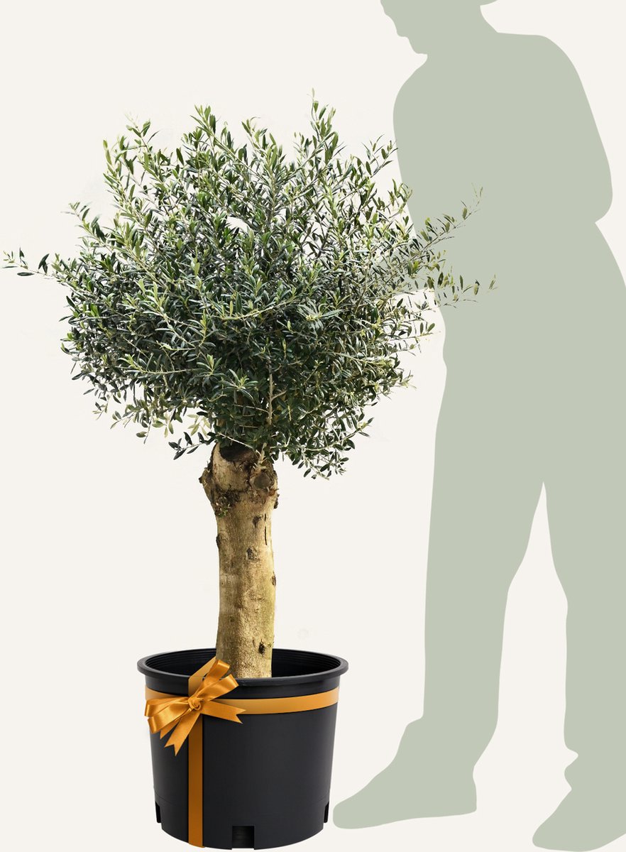 Evergreens - Olijfboom - Olea europaea - 'Bonsai' - 40/50 - Olea Europea - Olijfboom op stam in pot - Winterhard - Groenblijvend - Olijven - Voeding