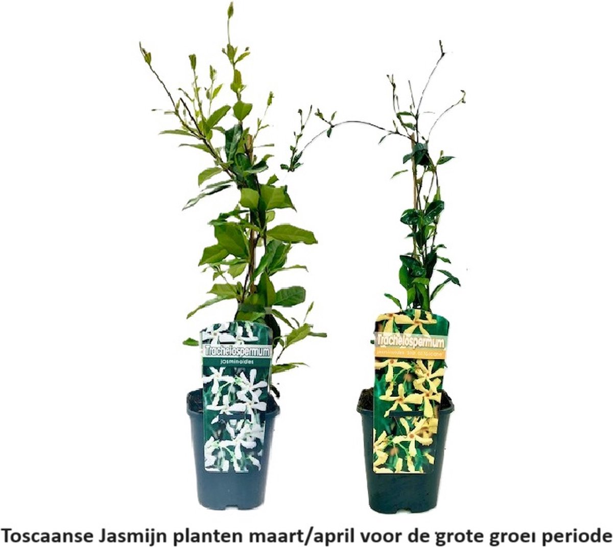 2 x Toscaanse Jasmijn (Sterjasmijn) - Wit en Geel | Set van 2 x Klimplanten - Groenblijvend / Wintergroen en Winterharde Jasmijn Planten - Tuinplanten | 2 x 1,5 liter pot - Hoogte 60-80cm
