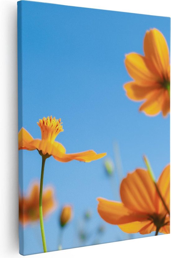 Artaza Canvas Schilderij Oranje Cosmea Bloemen - 80x100 - Groot - Foto Op Canvas - Canvas Print