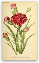 Antique Flowers Bloemen Print Poster Wall Art Kunst Canvas Printing Op Papier Living Decoratie 60X80cm Multi-color