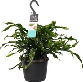 Hellogreen Kamerplant - Microsorum diversifolium - Kangaroo Varen - 40 cm