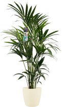 Decorum Kentia - Palm - Kamerplant - Met Elho® Brussels Bloempot Soap