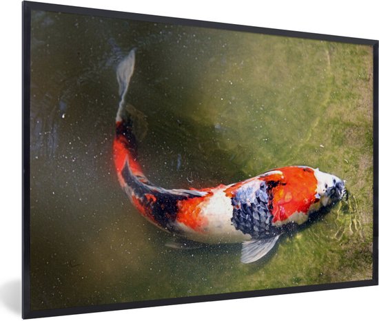 Fotolijst incl. Poster - Een koi karper op de bodem van een vijver - 60x40 cm - Posterlijst
