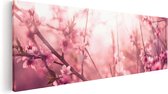 Artaza Canvas Schilderij Roze Bloesemboom Met Zonneschijn - 90x30 - Foto Op Canvas - Canvas Print