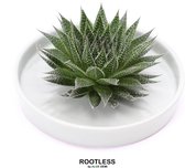 ROOTLESS Aloe – vetplant - saliegroen pot 20 cm - ZERO water