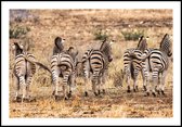 Poster Zebra's - Anton van Beek Collectie 70x100 cm