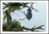 Poster Blauwe Reiger - Anton van Beek Collectie 30x40 cm