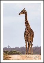 Poster Giraffe - Anton van Beek Collectie 21x30 cm