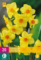 Jub Holland - bloembollen - Narcissen Martinette - maat 10/12 - 20 stuks
