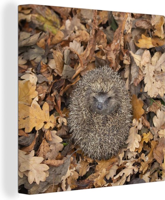 Tableau sur toile Hérisson - Automne - Forêt - 90x90 cm - Décoration murale