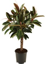 Kamerplant van Botanicly – Rubberboom – Hoogte: 90 cm – Ficus Elastica Melanie
