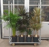 Kamerplanten van Botanicly – 4 × verschillende grote kamerplanten – Hoogte: 130 cm – Botanic mix XL