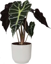 Kamerplant van Botanicly – Olifantsoor in witte ELHO plastic pot als set – Hoogte: 35 cm – Alocasia Sanderiana Polly