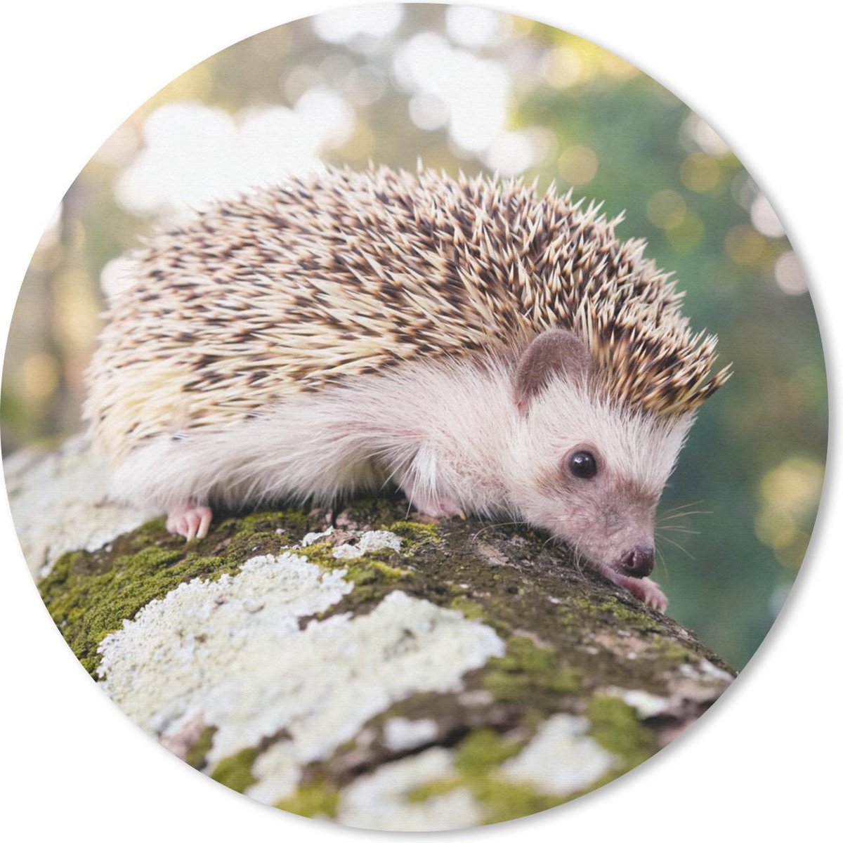 Muismat rond 30x30 cm - Mousepad Egel - Wit - Boomstam - Ronde muismatten