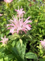 6 x Monarda 'Fishes' - Bergamotplant - P9 Pot (9 x 9cm) - Dima Vaste Planten