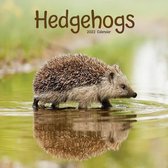 Hedgehogs Kalender 2022