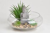 Kunst vetplantjes met Boeddha in glazen kom