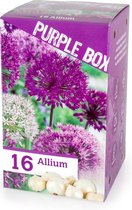 16x Sierui - Allium 'The Purple Box' - Paars - Winterhard - 16 bollen