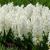 15x Hyacinten - Hyacinthus 'Canergie' - Wit - 15 bollen