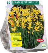 Plantenwinkel Narcissus Mini Hawera bloembollen per 50 stuks