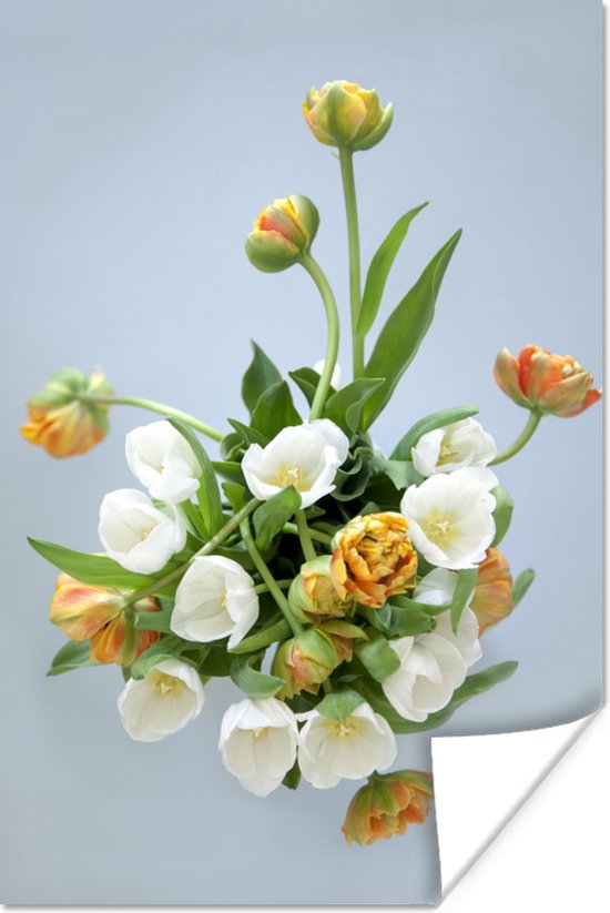 Witte en oranje tulpen witte achtergrond Poster 40x60 cm - Foto print op Poster (wanddecoratie)